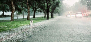 Chandigarh snowfall today pics